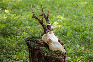 Geyik kafatası profilinin detaylı görüntüsü