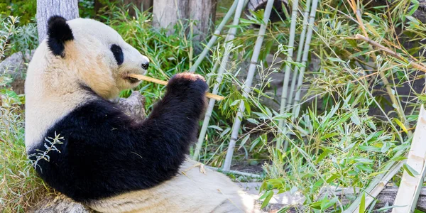 Giant Panda bear eating bamboo and lying on his back