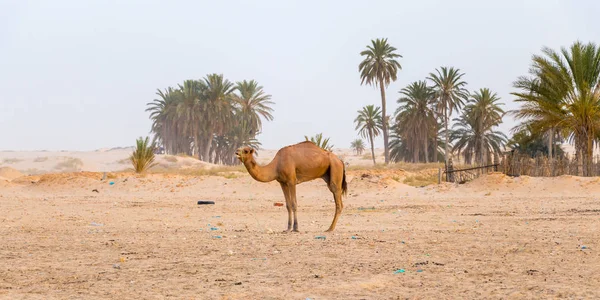 Гарний образ верблюда в пустелі Сахара на тлі пальм у Тунісі (Африка). — стокове фото