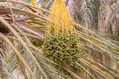 Palmiye ağacından yeşil hurmalar, Douz, Tunus