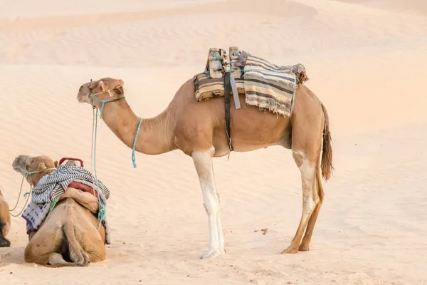 Tevék a Szahara sivatag, Tunézia, Afrika — Stock Fotó