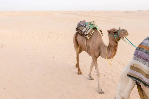 Teve és a sivatag, Douz, Tunézia, Afrika — Stock Fotó
