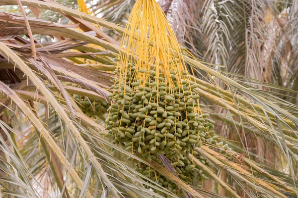 Palmiye ağacından yeşil hurmalar, Douz, Tunus