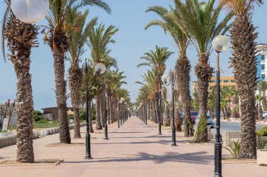 Palmiye ağaçları sıralanmış Yasmine Hammamet, Tunus, Afrika