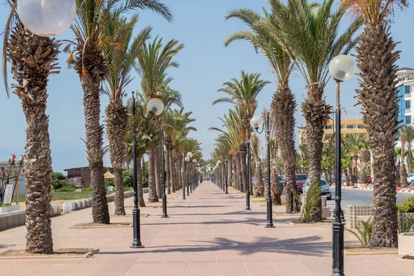 Palmiye ağaçları sıralanmış Yasmine Hammamet, Tunus, Afrika