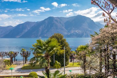 Lugano caddesindeki Magnolia ağacı ve Palmiye ağaçları, İsviçre 'deki Ticino kantonu