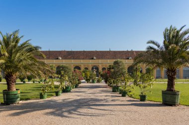 Viyana, Avusturya - 3 Eylül 2019: Schonbrunn Kraliyet Parkı 'ndaki bitkiler ve ağaçlar