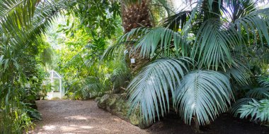 Avusturya 'nın tropikal bitki ve ağaçlarıyla Viyana Palmenhaus' taki botanik bahçesine giden yol.