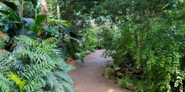 Viyana Palmenhaus 'taki botanik bahçesinde tropikal bitki ve ağaçlarla dolu yol, Avusturya