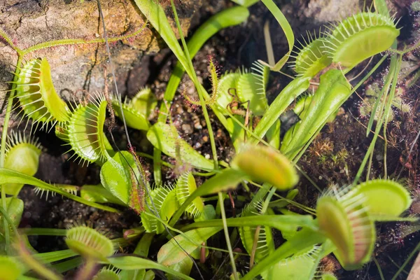 Dionaea muscipula - die Venusfliegenfalle — Stockfoto