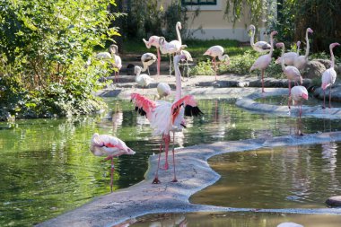 The lesser flamingos (Phoeniconaias minor) in Vienna, Austria