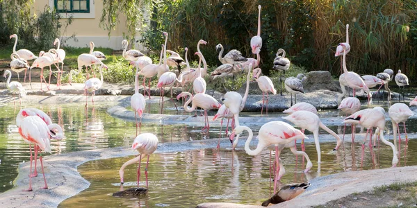 Os flamingos menores (Phoeniconaias minor) em Viena, Áustria — Fotografia de Stock