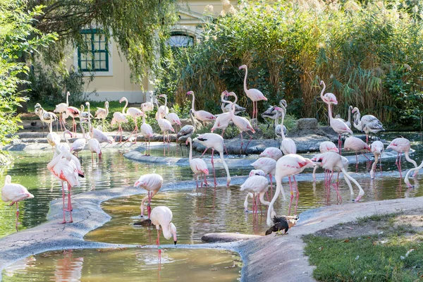 Grupo de flamingos rosa no ZOO — Fotografia de Stock