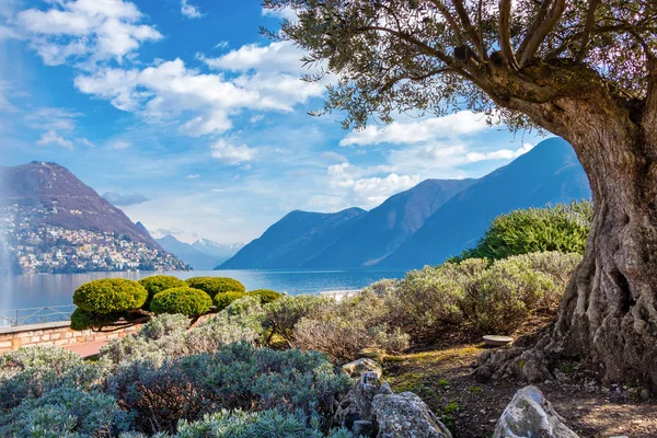 The olive tree in the town of Lugano on the shore of Lake Lugano in Switzerland — Stock Photo, Image