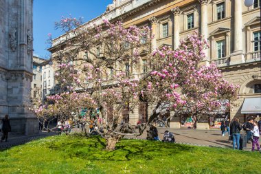 İtalya, Milan Duomo Katedrali yakınlarında manolya ağacı çiçek açtı