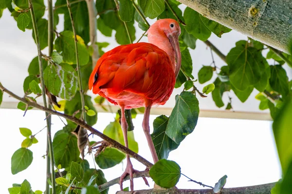 Bird close up, Scarlet Ibis, Eudocimus ruber tropical wader — 스톡 사진