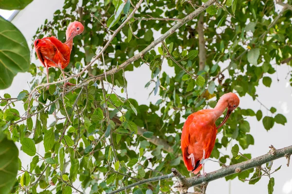 Dwa ptaki Szkarłatny ibis zachwyca czerwonawe zabarwienie piór — Zdjęcie stockowe