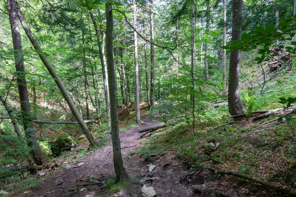 Path Melalui Hutan Slowakia — Stok Foto