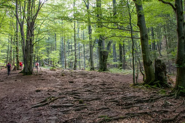 Path Melalui Hutan Slowakia — Stok Foto