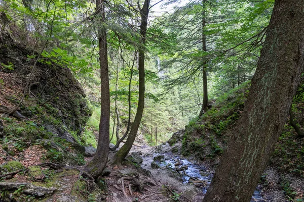 Aliran Hutan Dikelilingi Oleh Vegetasi Musim Semi Slowakia — Stok Foto