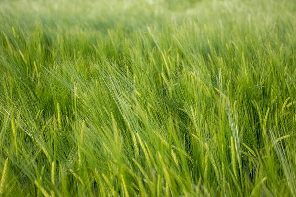 Paesaggio Del Campo Orzo All Inizio Dell Estate — Foto Stock