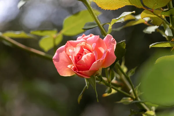 Coral rose flower in roses garden