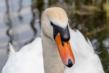 Gölette beyaz bir kuğuya yaklaş