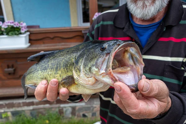 Largemouth Bass Nyitott Szájjal Kezében Halász — Stock Fotó