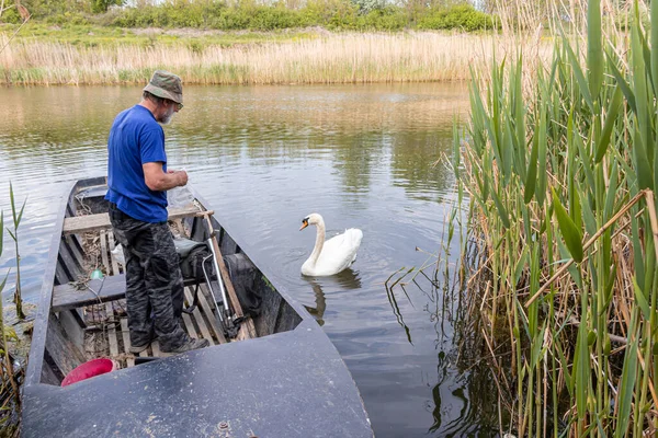 Pescador Principal Alimenta Cisne Con Pan Canal Danubio Tisa Danubio — Foto de Stock