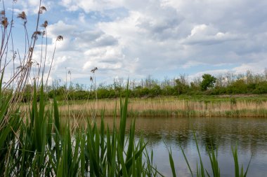 Sırbistan 'ın Novi Sad kenti yakınlarındaki Tuna Tuna Kanalı.