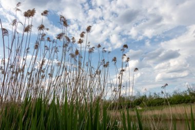 Sırbistan 'da Tuna-Tisa-Tuna kanal sistemi. Sel kontrolü ve hidroteknik yönetim için eşsiz bir hidromühendislik sistemidir.