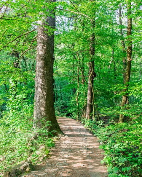 Path Forest — Stock Photo, Image