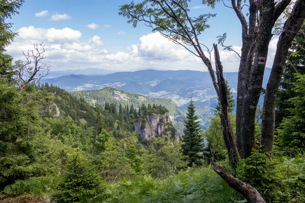 Bosque Parque Nacional Mala Fatra Eslovaquia — Foto de Stock