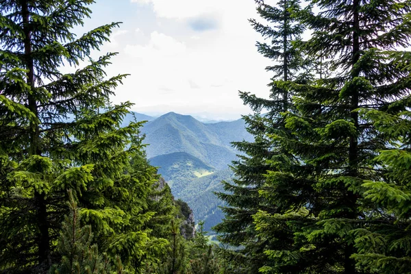 Vistas Montaña Con Bosque Pinos Norte Eslovaquia — Foto de Stock