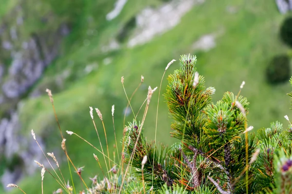 Young Green Pine Branch Slovakia — 图库照片