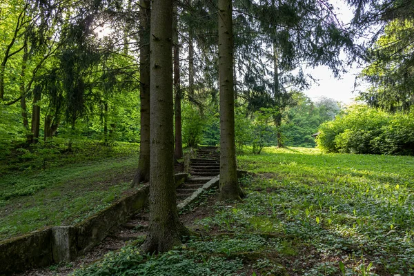 Bratislava Orman Parkı 'ndaki banliyö eğlence ve dinlendirici bir yerde, ormanda merdiven var.