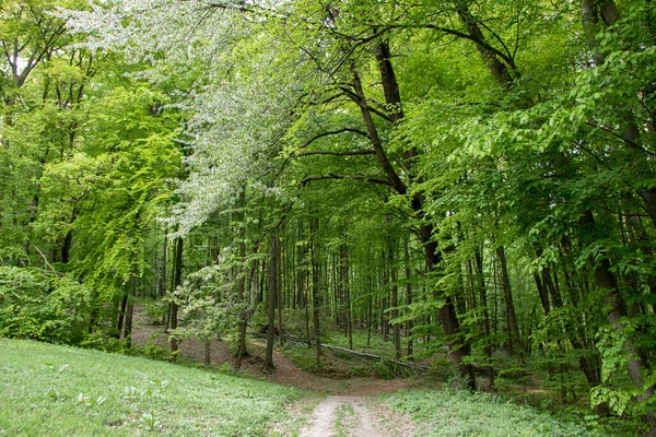 Waldpfad Einem Erholungs Und Erholungsort Stadtrand Waldpark Bratislava — Stockfoto