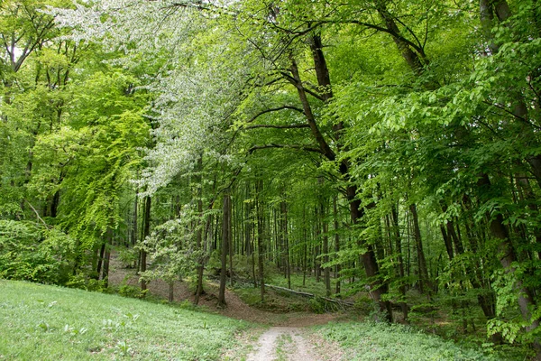Bratislava Orman Parkı 'ndaki banliyö eğlence ve dinlendirici bir yerde ormanın içinden geçen yol.