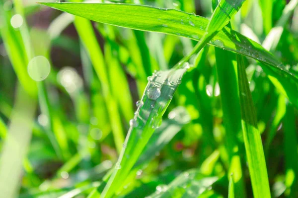 Çimenlere yağmur damlaları, yakın çekim