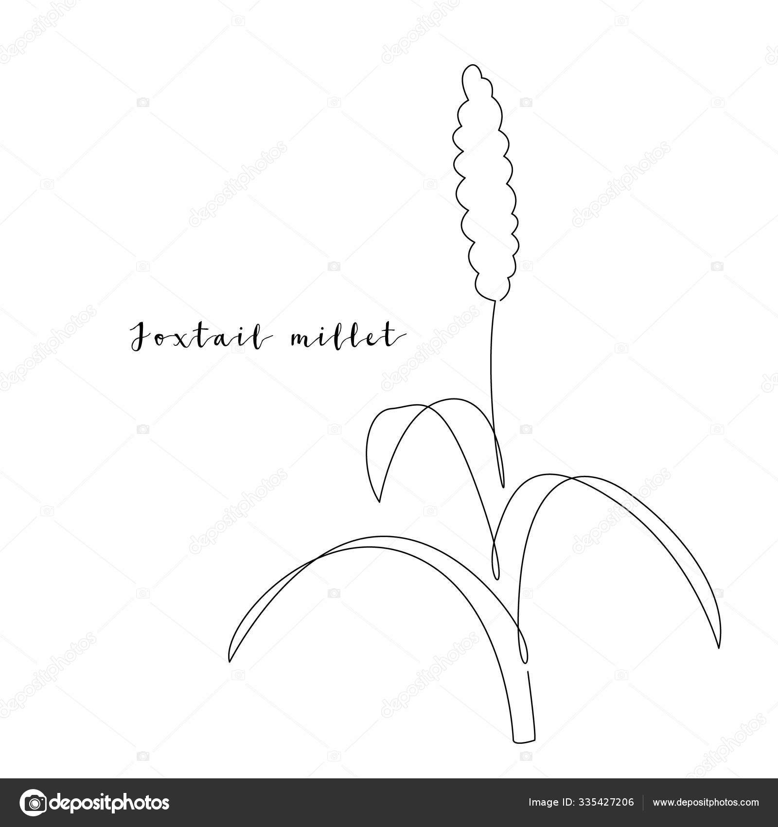 Continuous Line Foxtail Millet Grain Crop Vector Line Art Perfect Stock