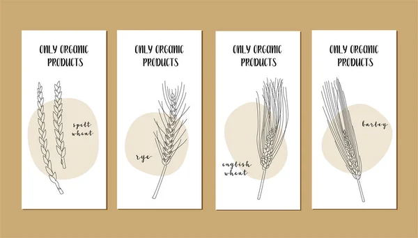 Vektorkarten Set Mit Durchgehender Linie Hirse Getreideernte Vektorzeilenkunst Perfekt Für — Stockvektor