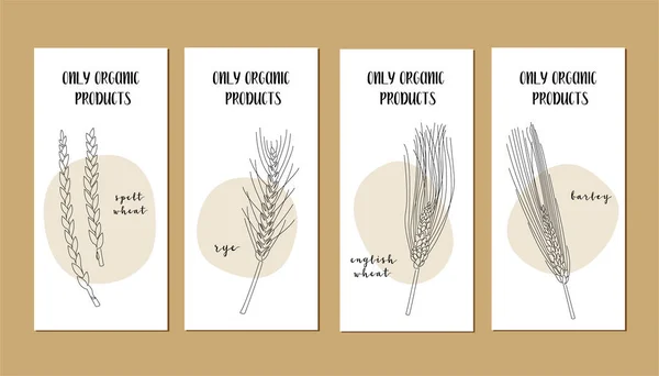 Conjunto Tarjetas Vectoriales Con Mijo Línea Continua Cosecha Grano Arte — Archivo Imágenes Vectoriales