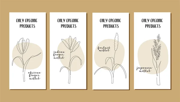 Conjunto Tarjetas Vectoriales Con Mijo Línea Continua Cosecha Grano Arte — Vector de stock