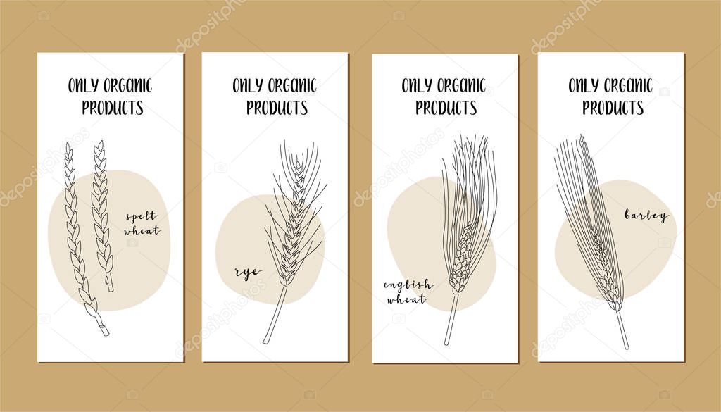Vector cards set with continuous line millet, grain crop. Vector line art. Perfect for logo, packaging design, icon