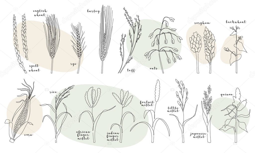 Continuous line grain crops (wheat, rye, barley, oats, teff, corn, millet, rice, quinoa, buckwheat, teff, sorghum). Vector line art. Perfect for logo, packaging design, icon