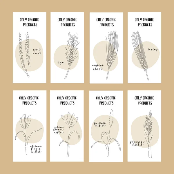 Conjunto Cereales Ecológicos Concepto Alimentos Ecológicos — Archivo Imágenes Vectoriales