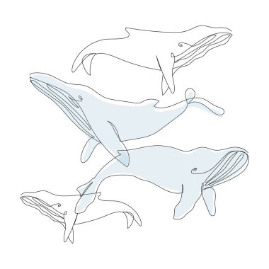 Balinalarda vektör kusursuz desen. Mavi balina, kambur balina. Devamlı bir memeli hattı. Baskı, poster, tekstil, ambalaj kağıdı için mükemmel.