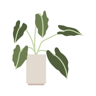 Çiçek saksısında ev bitkisi, vektör illüstrasyonu