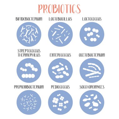 Probiyotik. Laktik asit bakterisi. Bağırsak ve bağırsak florası sağlığı için iyi bakteri ve mikroorganizmalar. Mikrobiyom. Bifidobakteryum, laktobacillus, laktokok, termophilus streptococcus, propionibacterium. Vektör büyük kümesi