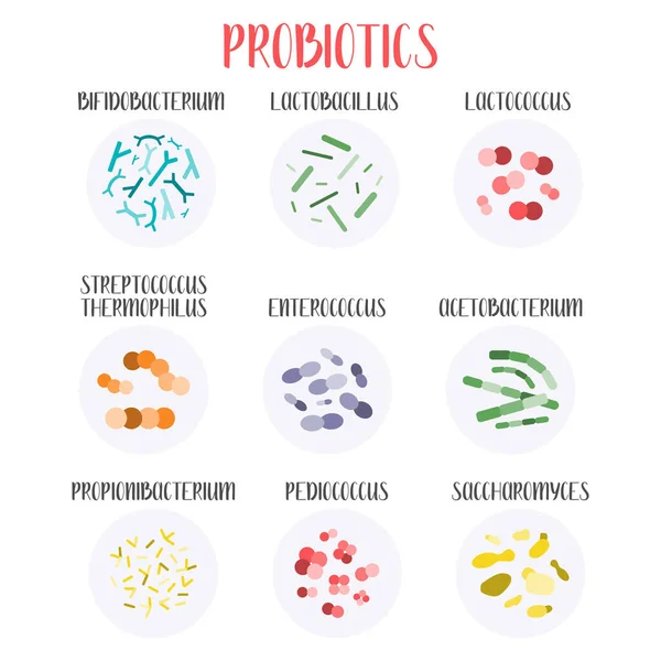 Probiyotik. Laktik asit bakterisi. Bağırsak ve bağırsak florası sağlığı için iyi bakteri ve mikroorganizmalar. Mikrobiyom. Bifidobakteryum, laktobacillus, laktokok, termophilus streptococcus, propionibacterium. Vektör büyük kümesi